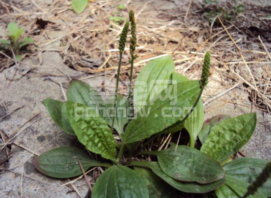 这种野草农村随处可见，养殖户用来喂猪既防腹泻，还清除眼屎泪斑
