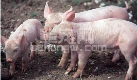 抗生素如何选择，性价比最高？你真的会使用吗？