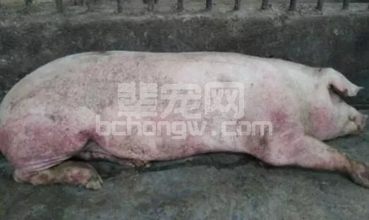 猪体温下降该如何救治？8种病因、8个治疗诀窍告诉你！