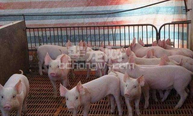30斤小猪高烧，身上出血点，7天死了60多头，养殖户知道什么病吗