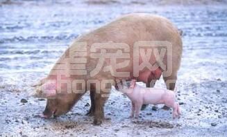 猪皮肤出现红点、斑块你还束手无策？快看解决方案