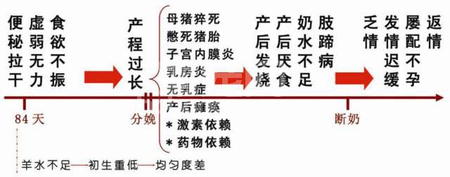解决母猪繁殖障碍的关键-解决母猪分娩前后连环症