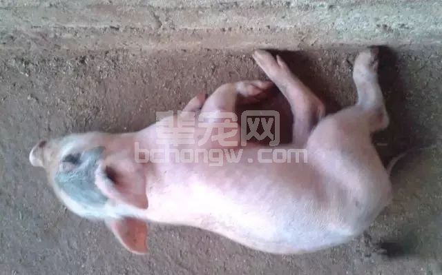 小猪站立困难 快速判断不耽误治疗！