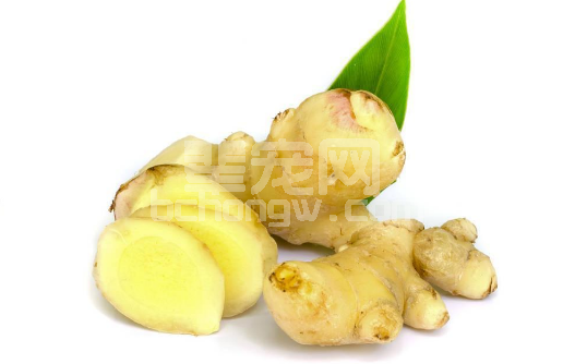 猪流感与仔猪腹泻，不用药也能治？几块生姜就能帮你轻松搞定！