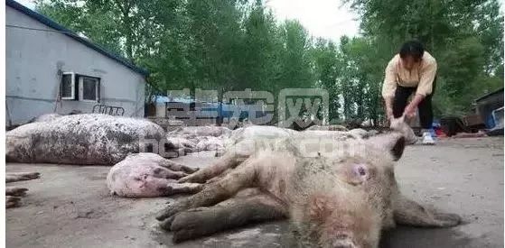 大猪无任何症状突然死亡，可能是什么病？