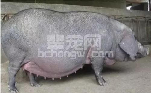 妊娠母猪9大用药禁忌，你可知晓！