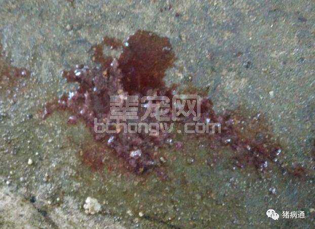 这两种病都有血痢现象有时死亡率可高达90%，老兽医教你轻松解决！