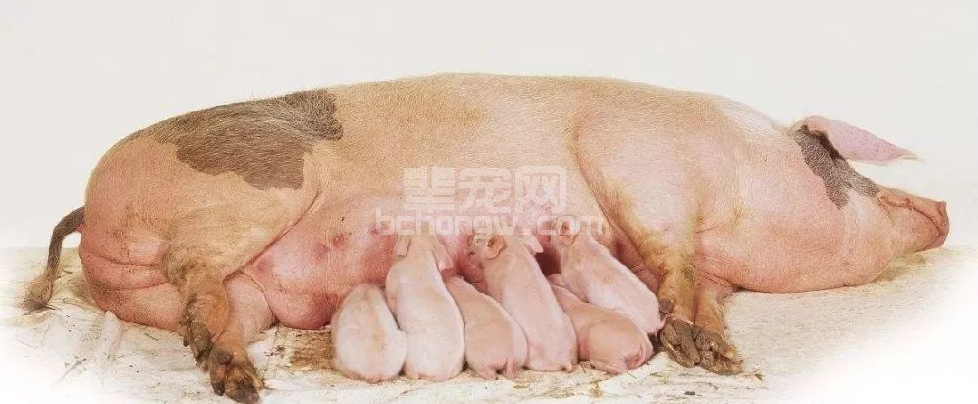 不要怪母猪产后不食，是你没有做消炎工作！