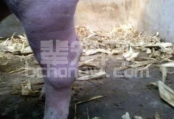 猪关节肿大，养殖户怎么处理效果好？