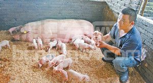 治标先治本，抓住母猪才是关键