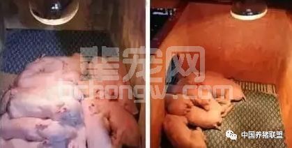 仔猪保温，一年四季都必须做好，远离腹泻成活率99%