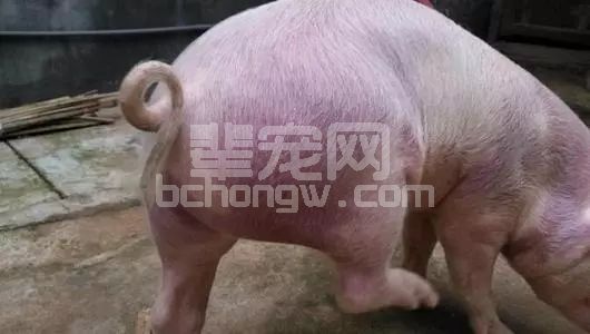 你以为“猪全身发红”就是富贵猪？！