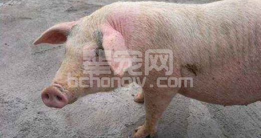 老散谈对僵猪的处理？你看是否正确？