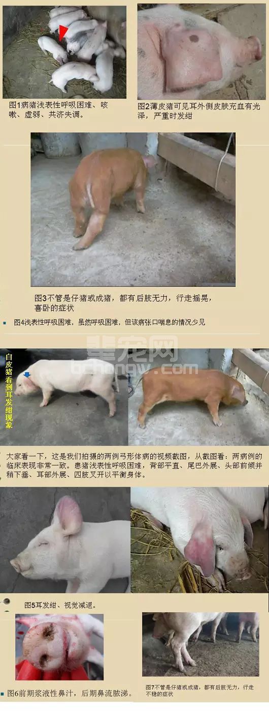 夏季多发！比猪瘟还可怕、养猪户一定要重视！！