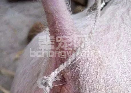 猪体温下降了该如何救治呢?