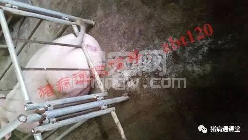 猪拉白尿就是病！不治你就赔大了！