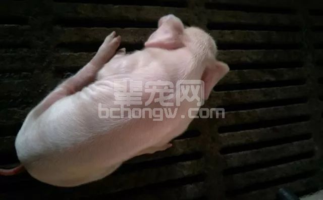 小猪八字腿，我这有简单实用的治疗方法！