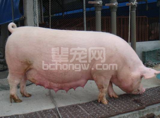 母猪急性乳房炎的治疗与防治！学起来！