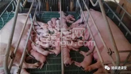 简单一针就可以让你的母猪白天产仔不再是难事！
