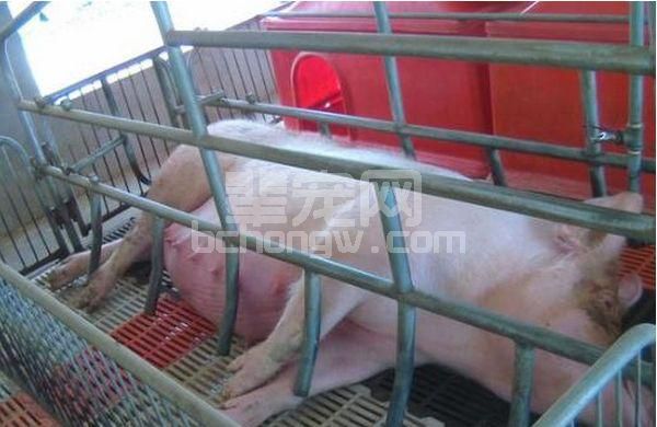 这个药在猪场用不好会引起母猪死亡，你知道吗？