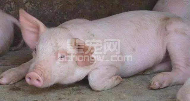 近2.5万头猪因为感染病毒死亡，可怕的是，这是一种新病毒！