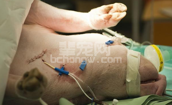猪场猪群总是爱生病，怎么治都不好是不是这里出了问题