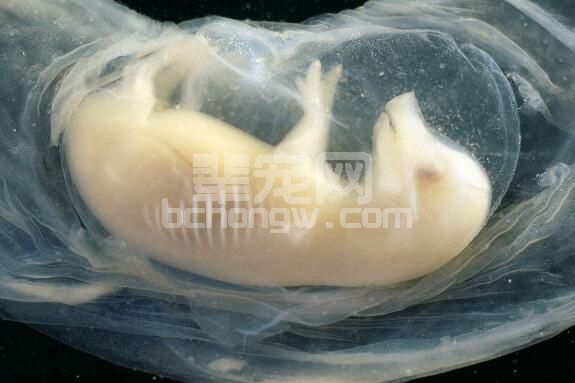 影响猪胚胎发育的因素与胚胎死亡