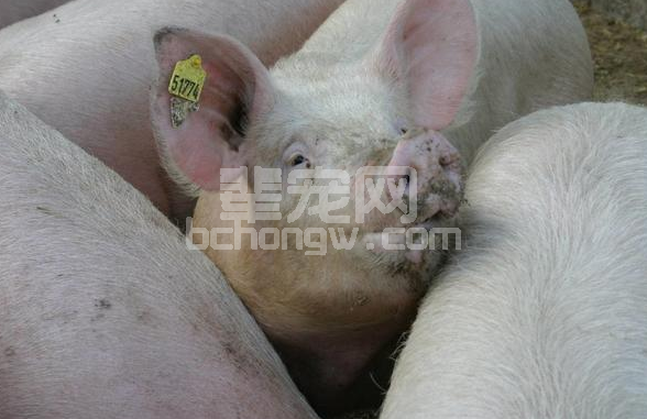 杨汉春谈蓝耳病的流行趋势与净化措施