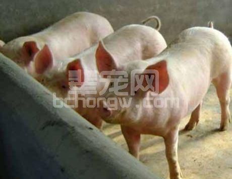 春暖花开的季节里养猪应该注意点啥？