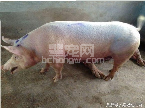 南方春季猪呼吸道疾病防控知多少？