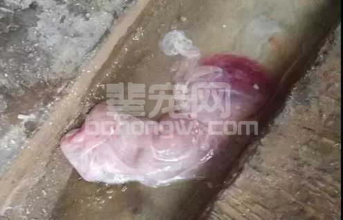 流产母猪该如何处理？何时配种？记住这两点就够了！
