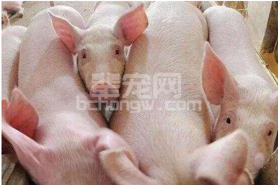 猪蹄裂和口蹄疫你分得清楚吗？盲目治疗后果很严重！