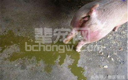 【实用】猪场流行性腹泻成功案例总结分享！