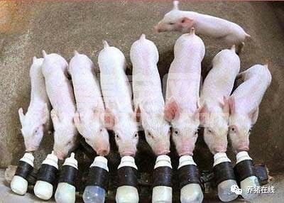 母猪缺乳的原因，注意防控！