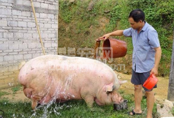 猪价低？药费贵？其实用冷水、热水就可以给猪进行9种病的治疗