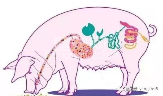 用蜂蜜治疗母猪便秘，简单有效，是真的吗？