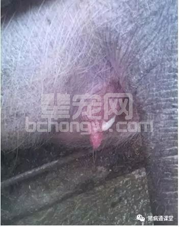 母猪生殖道感染了怎么办？教你有效的处理方法