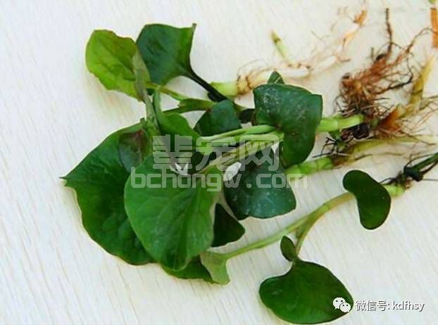 解读“鱼腥草”在肺炎、子宫炎、链球菌等方面的运用（收藏）