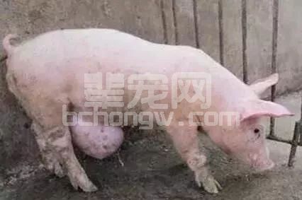 遇到猪疝病不要急，老兽医支招治疗简单好的快！