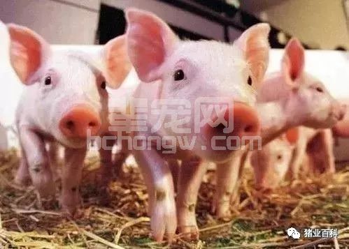 养猪人分享：打人先踢腿，防病先防根！