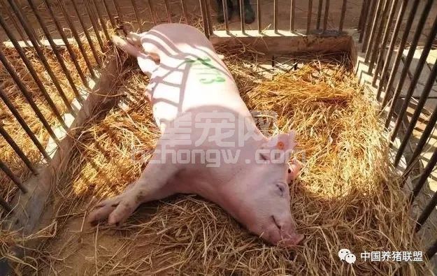 猪瘟、口蹄疫疫苗能同时给猪打吗？您是怎么做的？