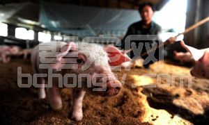 春季想养好猪，猪流感一定要高度重视