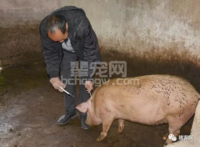 养猪人遇到就头疼的母猪流白带，居然靠这个方法能治好！
