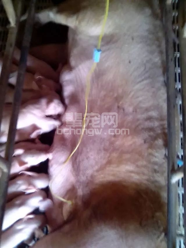给猪打吊瓶其实很简单我一教你就会