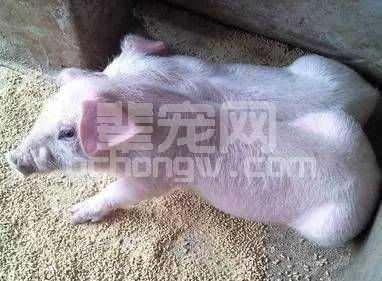 猪场里面，引起死胎的常见传染病，养猪人总结防治方案！