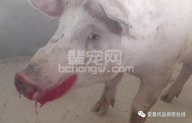 母猪产后10天，突发高热，吐血后死亡，是咋回事？