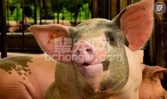 冬春换季，猪咳嗽气喘的高发季！养猪高手是这样做的