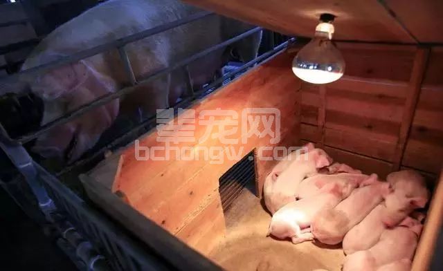 猪场刚出生小猪不会站立，该怎么办？