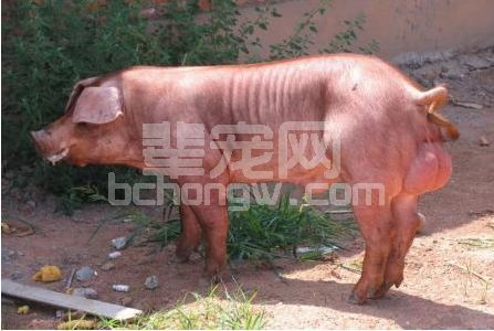 多头猪非正常死亡！养猪户：毫无头绪，无从下手！