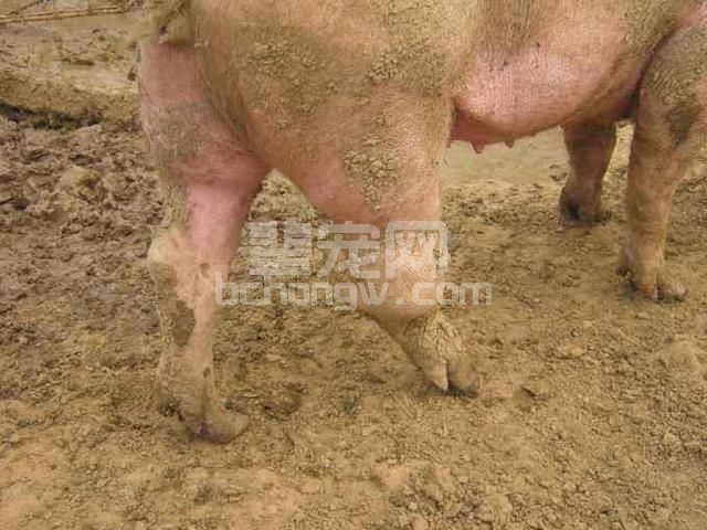 养猪人老冯给他的小猪穿上鞋子后，他的猪就再没得过链球菌！